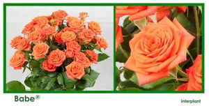 ROSE BR. BABE 40